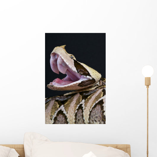 Gaboon Viper Bitis Gabonica
