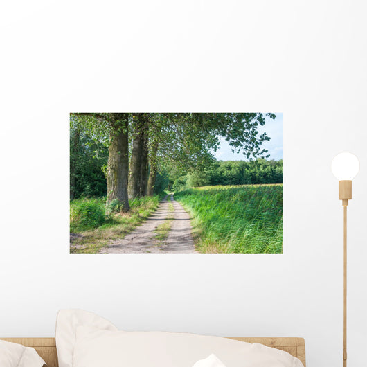 Sandy Path Rural Landscape