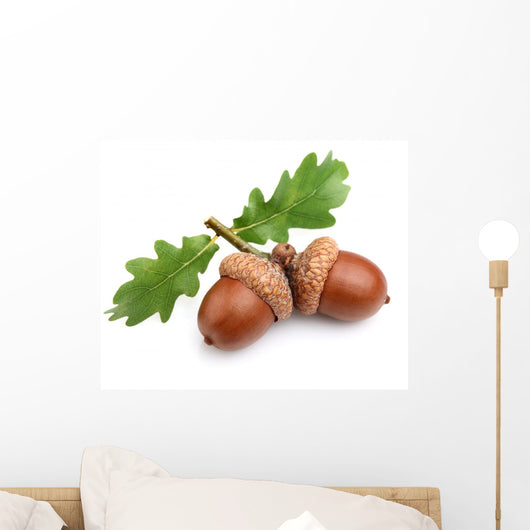 Dried Acorns with Leaves