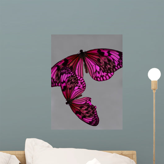Pink Butterfly Still Life Wall Mural