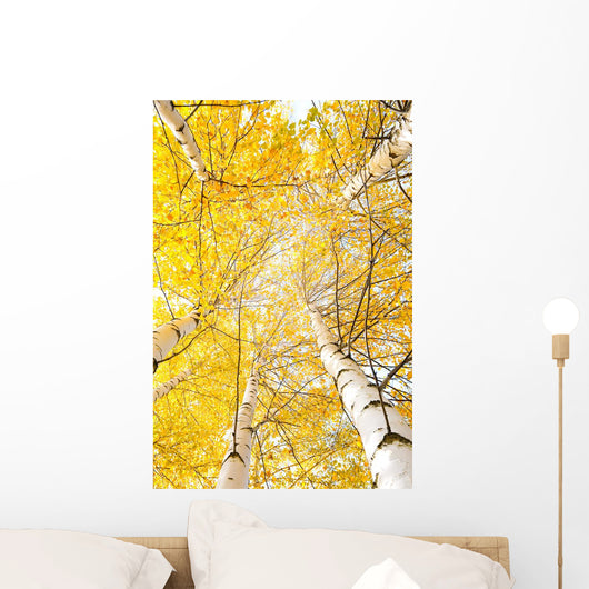 Autumn Trees with Yellowing