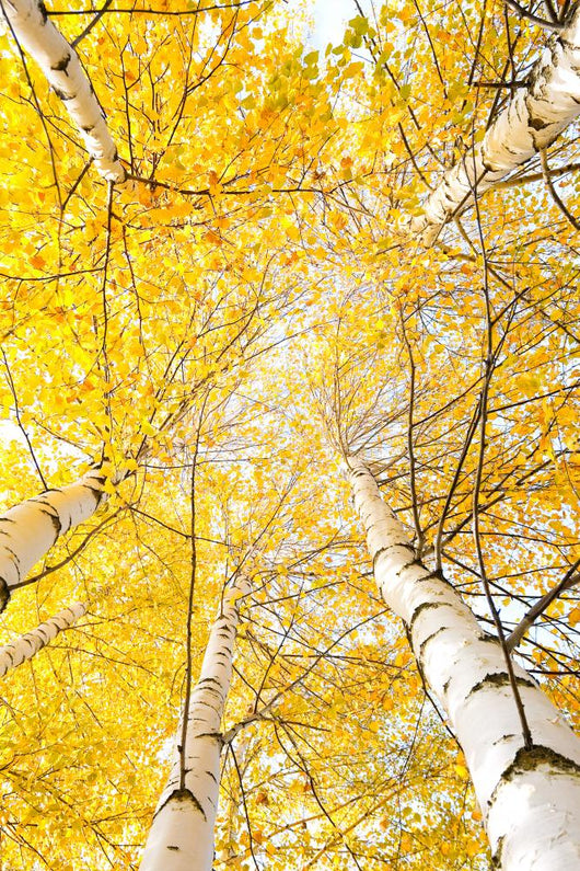 Autumn Trees with Yellowing