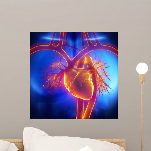 Pulmonary Trunk Vein Aorta