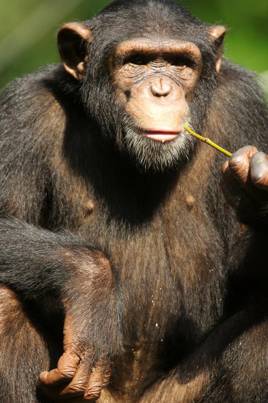 Chimpanzee Wall Mural