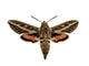 Hawkmoth Wall Decal