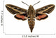 Hawkmoth Wall Decal