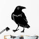 Crow