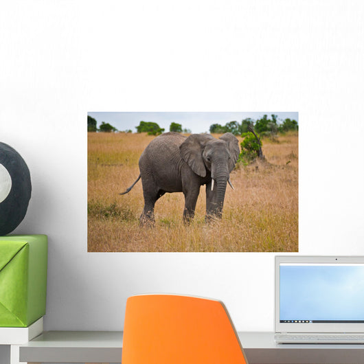 African Elephant Wall Mural