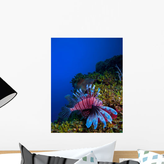 Lionfish Pterois