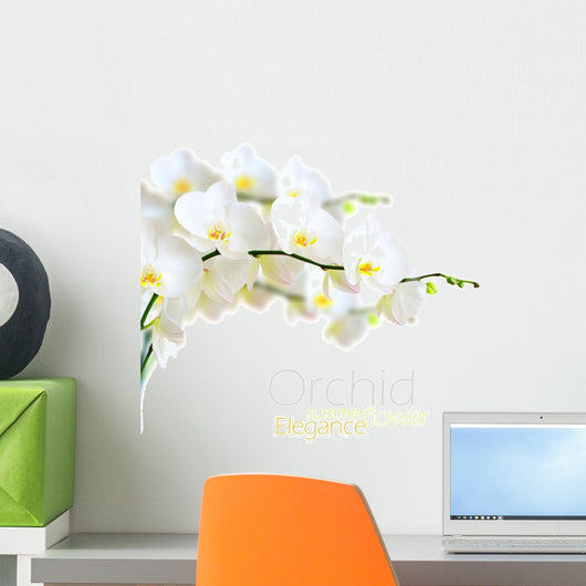 White Orchid
