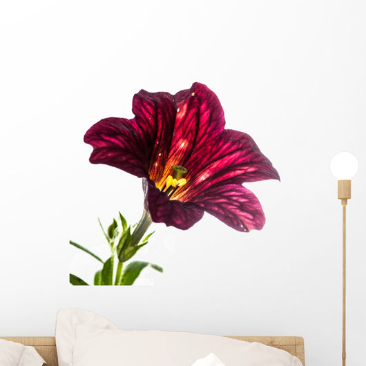 Single Salpiglossis