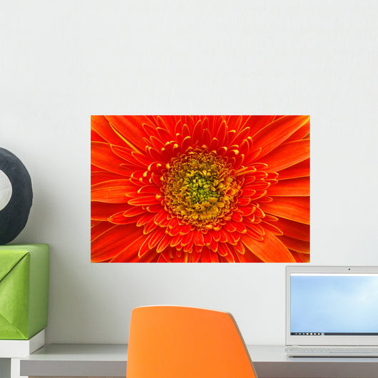 Closeup Of Orange Gerbera Flower Wall Mural