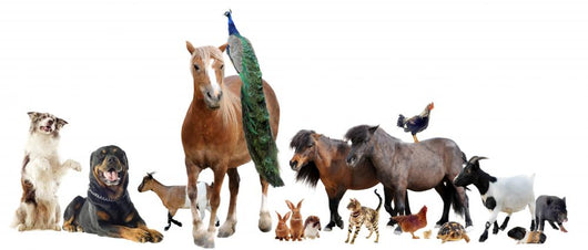 farm animals Wall Decal