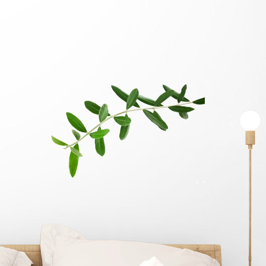 Olives Branches