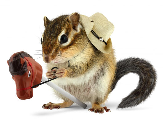Funny Chipmunk Cowboy with