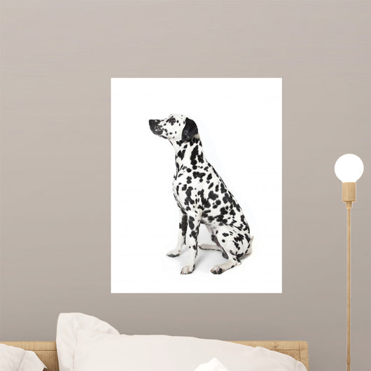 Dalmatian Dog