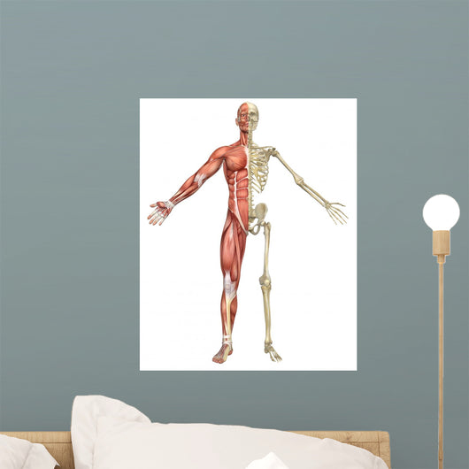 Male Muscular Skeleton Split