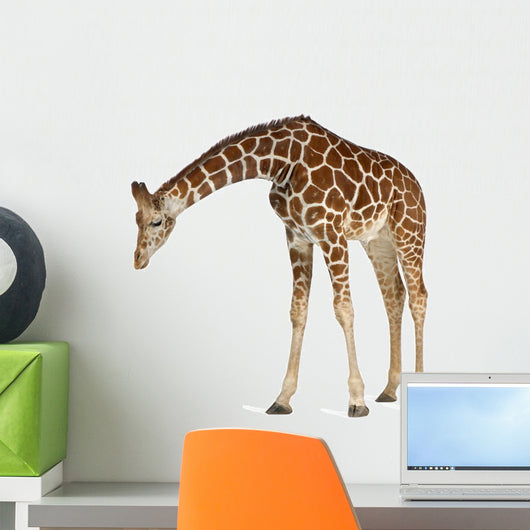 Reticulated Somali Giraffe Wall Decal