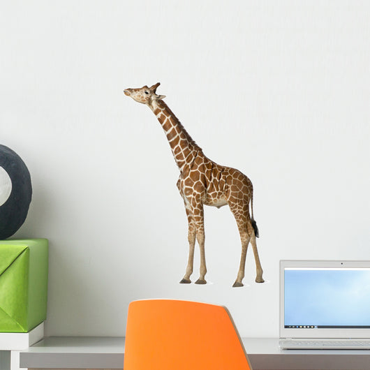 Somali Giraffe Commonly Known Wall Decal