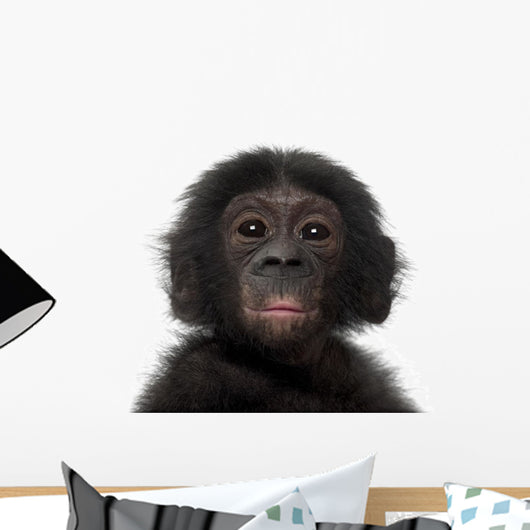 Baby Bonobo Pan Paniscus