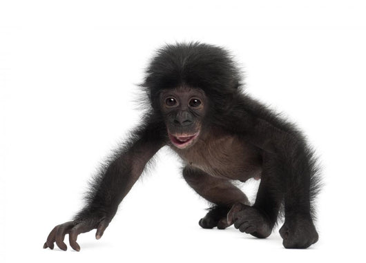 Crawling Baby Bonobo Wall Decal