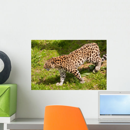 Amur Leopard Walking Grassland
