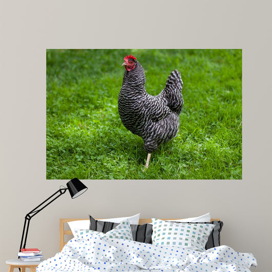 Barred Rock Hen Grass Wall Mural