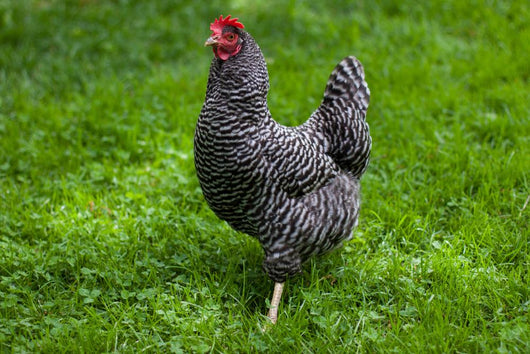 Barred Rock Hen Grass Wall Mural