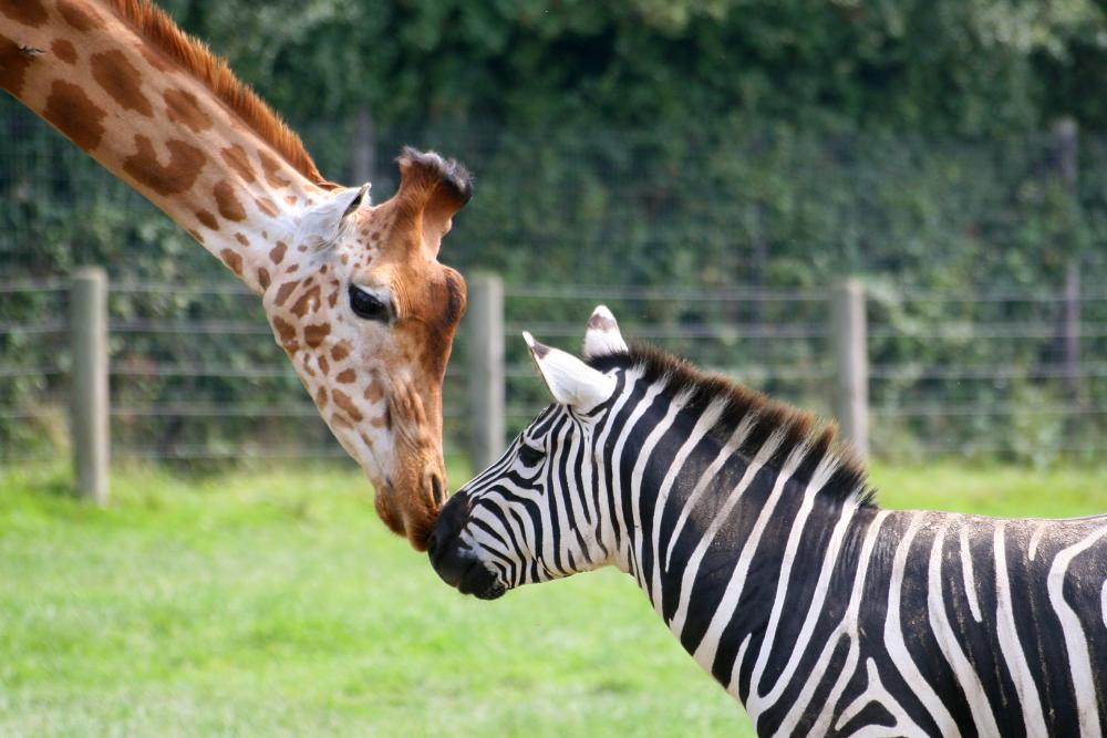 Zebra and Giraffe – Wallmonkeys