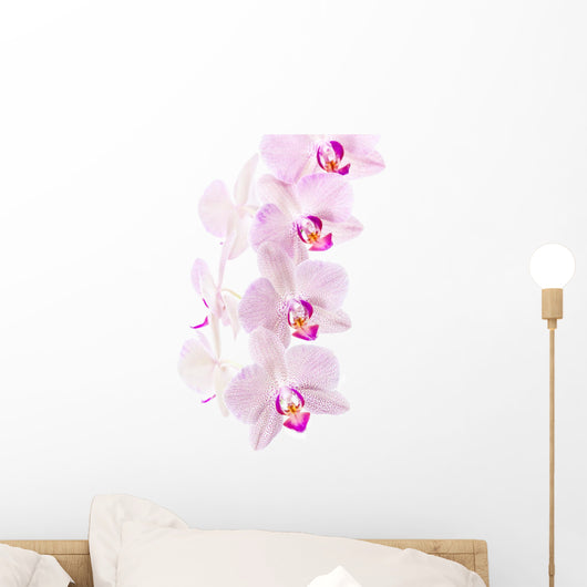 Orchid Wall Mural