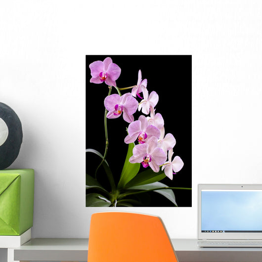Orchid Wall Mural