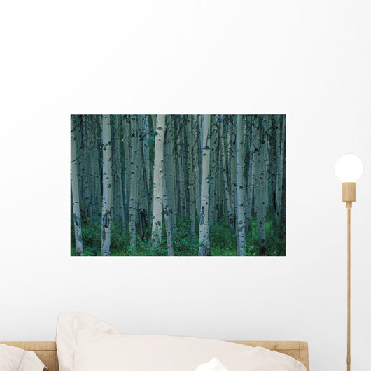 Aspen Trees In Jasper Forest Wall Mural