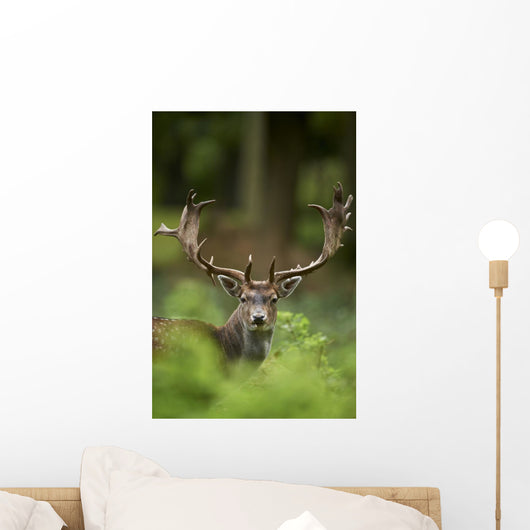 Head Shot Fallow Deer