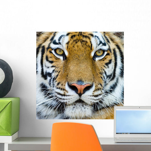 Tiger Wall Mural