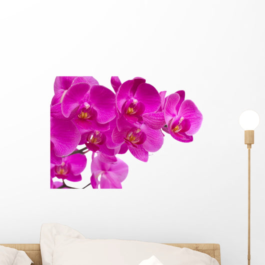 Orchid Flowers
