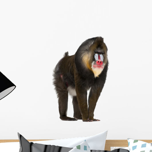 Mandrill Monkey Wall Decal