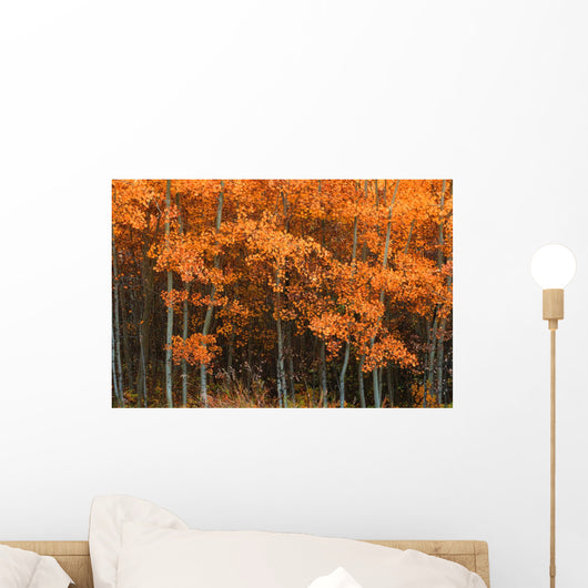 Deciduous Aspen Forest In Fall Wall Mural