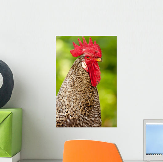 Rooster