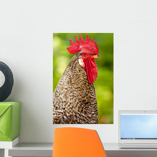 Rooster