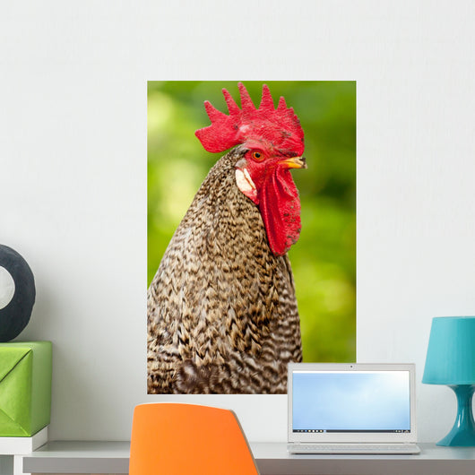 Rooster