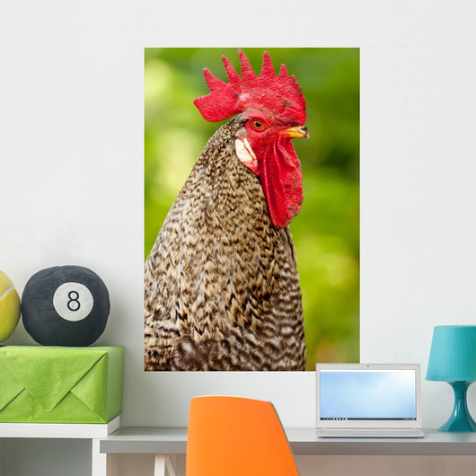 Rooster