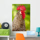 Rooster