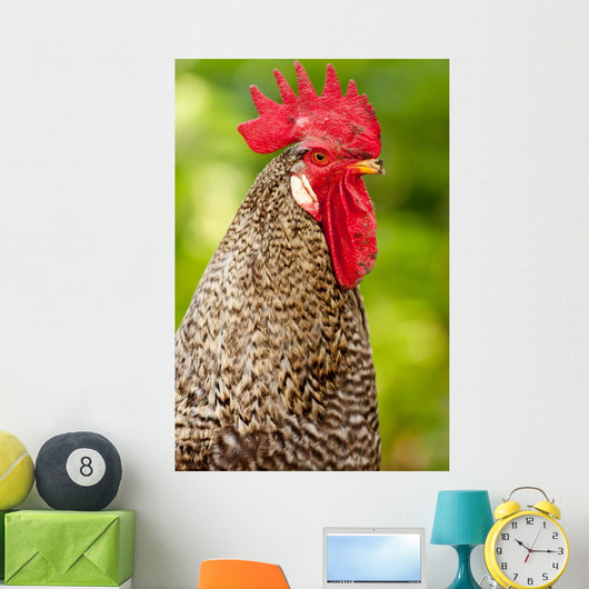 Rooster
