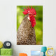 Rooster