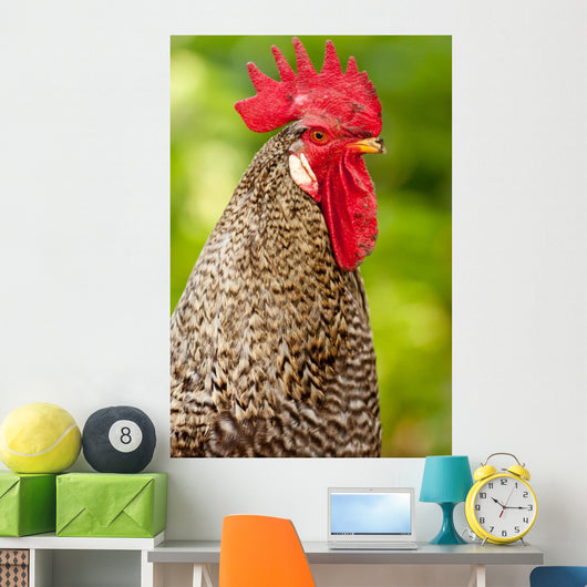 Rooster