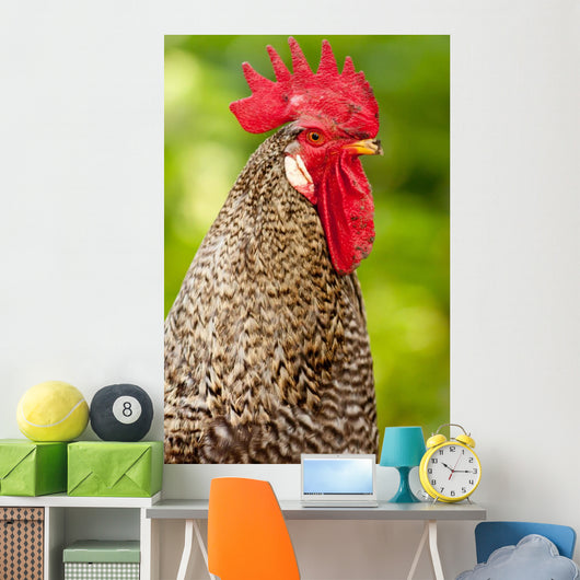 Rooster