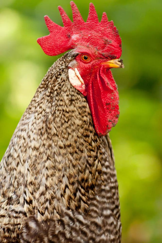 Rooster