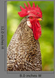 Rooster