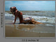 Mermaid Girl
