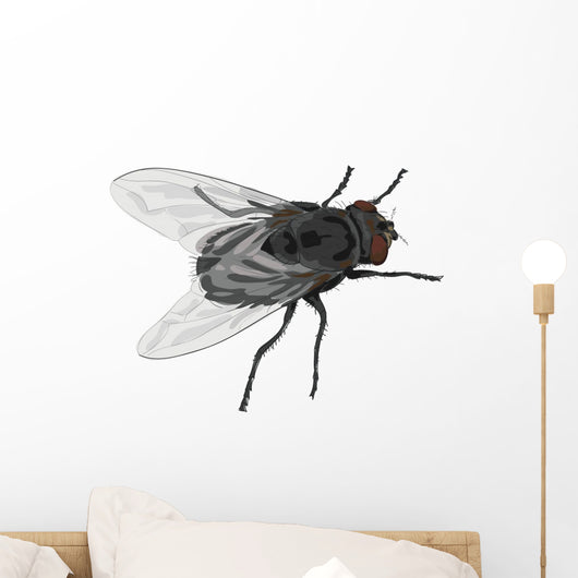 Insect Fly Isolated on White Background. Wall Decal